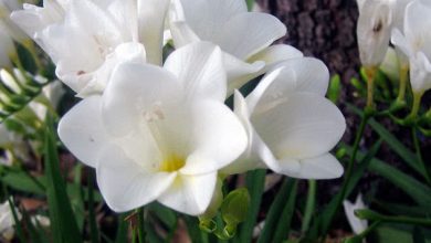 Photo of Freesia: [Planting, Care, Irrigation, Substrate, Flowering and More]