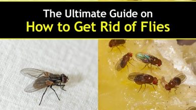 Photo of Fruit fly: how to eliminate with ecological remedies