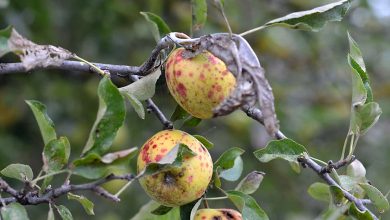 Photo of Fruit Tree Diseases: The Most Important