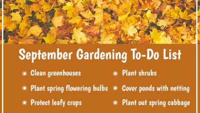 Photo of Garden tasks in September