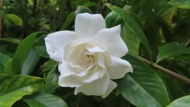 Photo of Gardenia Care: [Earth, Strengthening, Humidity and Pruning]
