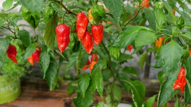 Photo of Ghost Pepper: [Characteristics, Cultivation, Care and Disadvantages]