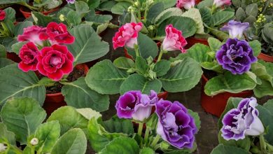 Photo of Gloxinia: [Characteristics, Cultivation, Care and Disadvantages]