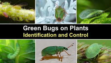Photo of Green Bug: What is it and How to Fight It? [Complete Guide]
