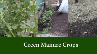 Photo of Green manure for the organic garden: What it is and how to make it