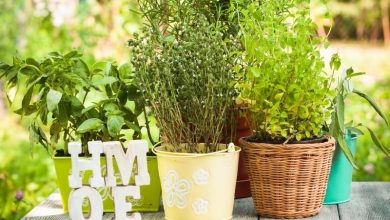 Photo of Grow aromatic herbs for cooking: Sure success