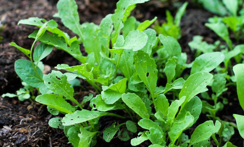 Grow Arugula step by step: planting, irrigation, harvest and others ...