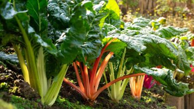 Photo of Grow Chard step by step: Planting, care and harvest