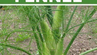 Photo of Grow Fennel step by step in the garden: Complete guide