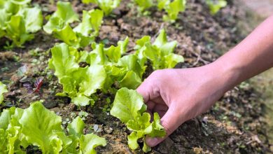Photo of Grow Lettuce in the organic garden: Plant lettuce successfully