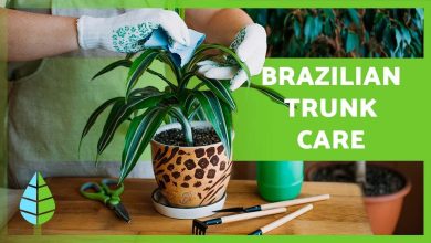 Photo of Grow Tradescantia (Brazilian Trunk) in your Garden: [Irrigation, Care, Pruning and Substrate]