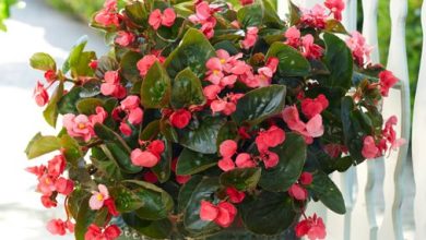 Photo of Growing and caring for begonia