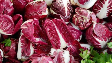 Photo of Growing Red Chicory or Radicchio in the Garden: Complete Guide