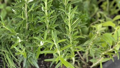 Photo of Growing Rosemary in a Pot or in the Garden: Complete Guide