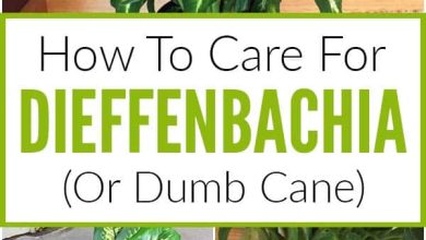Photo of Guide to Learn to Take Care of your Dieffenbachia Step by Step