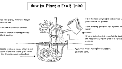 Photo of Guide to Plant a Peach Tree: [Complete Step by Step]