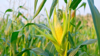 Photo of harvest corn