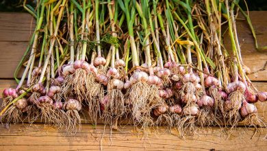 Photo of harvest garlic