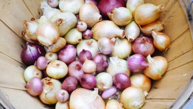 Photo of Harvest Onions