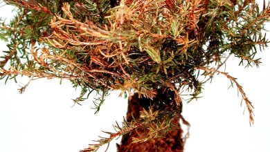 Photo of Heather Pests and Diseases: [Detection, Causes and Solutions]