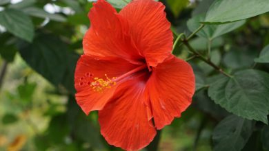 Photo of Hibiscus care, the plant with a thousand flowers