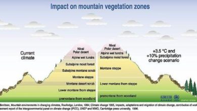 Photo of High Mountain Climate: [Characteristics, Flora, Fauna and Adaptability]