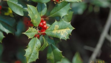 Photo of Holly: [Cultivation, Irrigation, Care, Pests and Diseases]