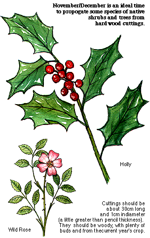 Photo of Holly Cuttings: [Concept, Period, Rooting and Planting]