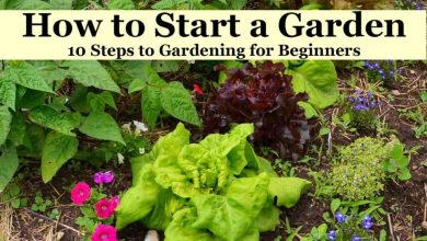 Photo of Home Gardens | How to make a garden at home step by step