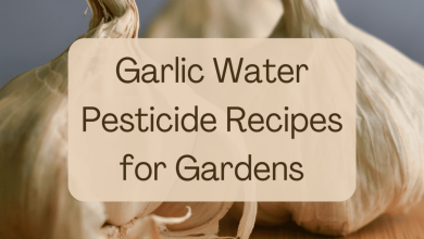 Photo of Homemade Garlic Insecticide: How is it done? Is it really effective against pests?