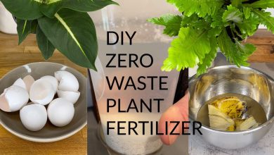 Photo of Homemade Indoor Plant Fertilizer: Our Formula – Sembrar100