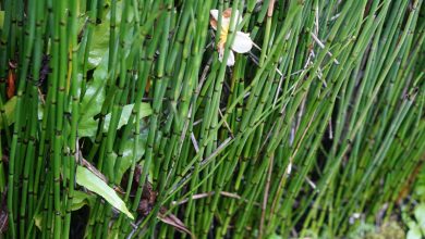 Photo of Horsetail in the Garden: Where does horsetail grow?