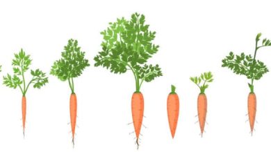 Photo of How and when to plant carrots?