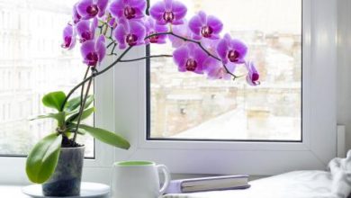 Photo of How and when to strengthen orchids