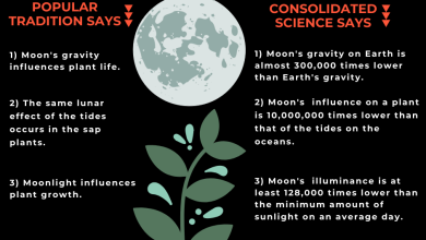 Photo of How does the moon influence plants?
