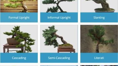 Photo of How many types of bonsai are there?