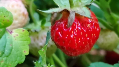 Photo of How often and how to drip water my strawberries?