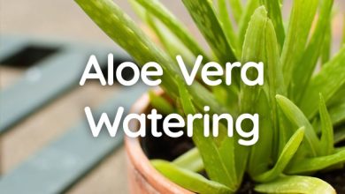 Photo of How often and how to water my Aloe Vera?