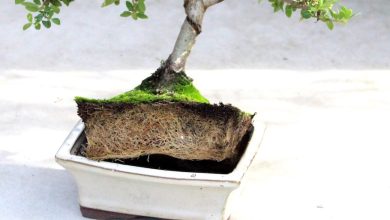 Photo of How often and how to water my Bonsai?