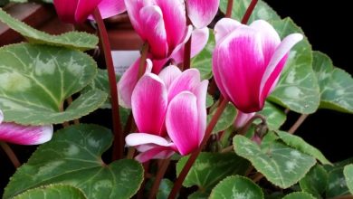 Photo of How often and how to water my Cyclamen?