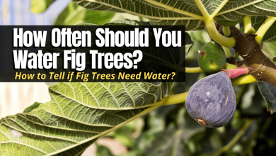 Photo of How often and how to water my fig trees?