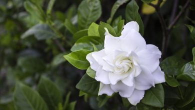 Photo of How often and how to water my Gardenias?
