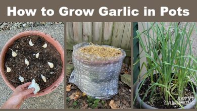 Photo of How often and how to water my garlic?