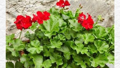Photo of How often and how to water my geraniums in winter?