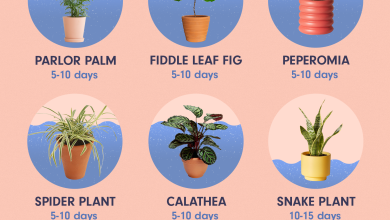 Photo of How often and how to water my indoor plants?