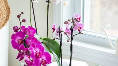 Photo of How often and how to water my orchids in winter?
