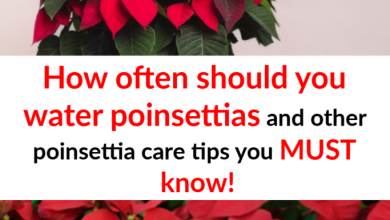 Photo of How often and how to water my Poinsettia?