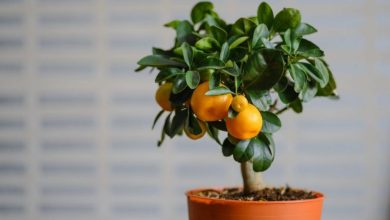 Photo of How often and how to water my potted orange tree?