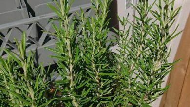 Photo of How often and how to water my rosemary?