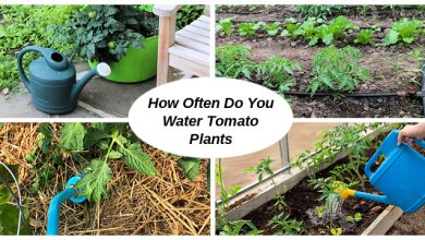 Photo of How often and how to water my tomatoes?